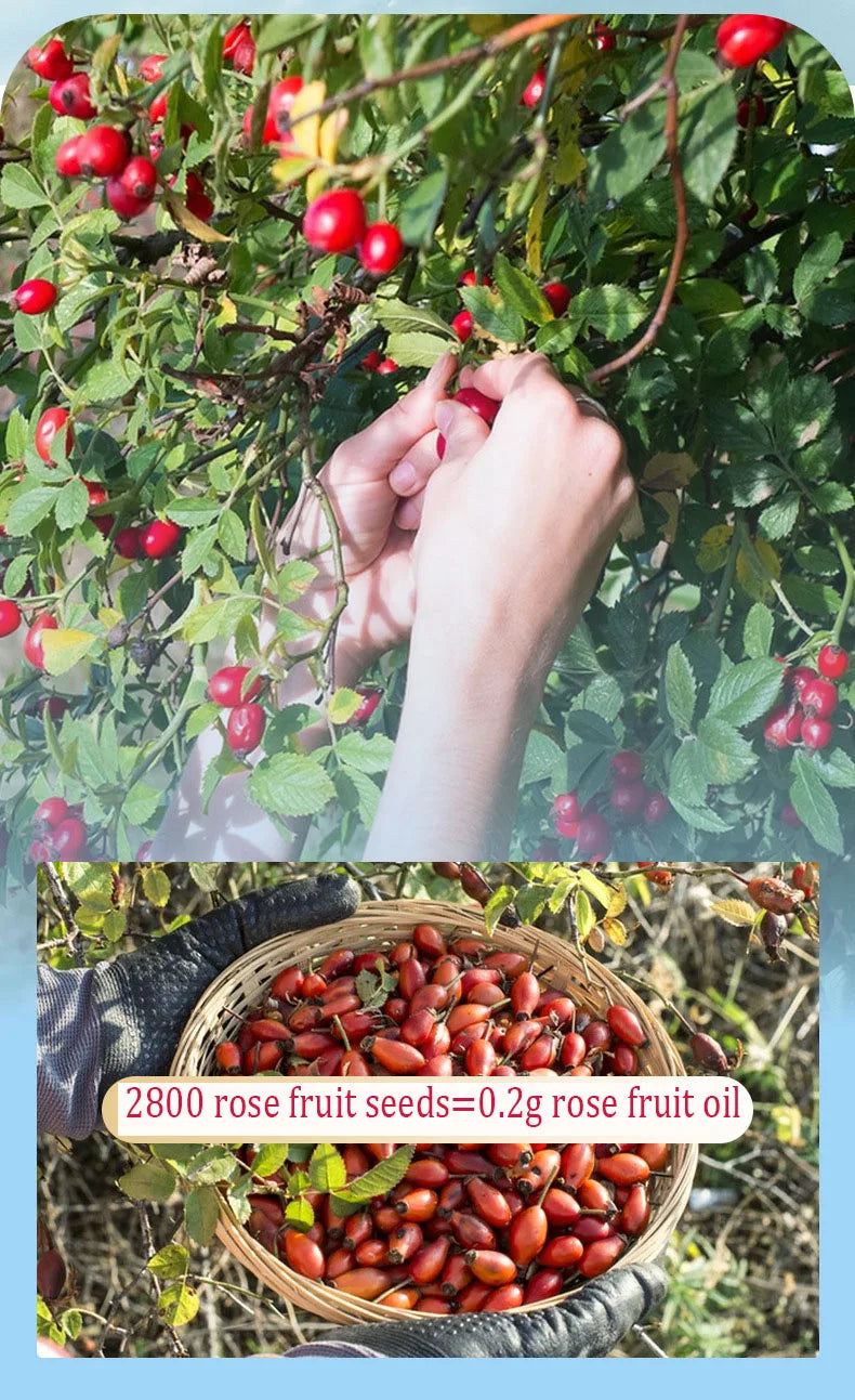 Organic Rosehip Oil Antioxidant Improve Fine Lines Wrinkles Firming Lifting Repair Moisturizer Nourish Smooth Hair Skin Care Oil